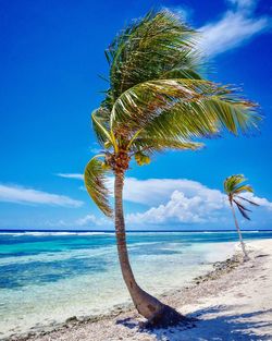 Palm tree by sea against sky