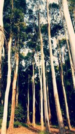 Low angle view of trees in forest
