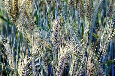Close-up of wheat growing on field