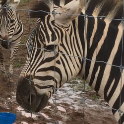 Close-up of zebra in zoo