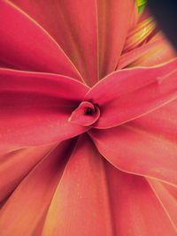 Full frame shot of pink flower