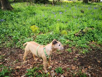 View of a dog on field