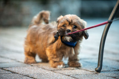 Dog lying on footpath