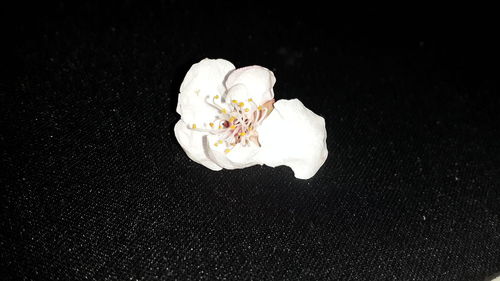 Close-up of white flower over black background