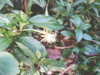 Close-up of flowers