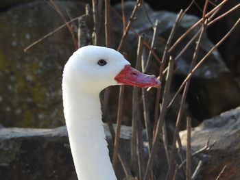 Close-up of a bird