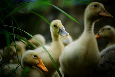 Close-up of swan