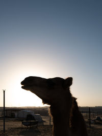 Side view of camel against clear sky during sunset