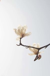 Close-up of flower blooming against white background