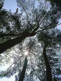 Low angle view of trees in forest against sky