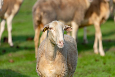 Portrait of an animal on field