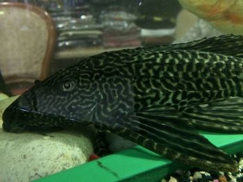 Close-up of fish swimming in aquarium