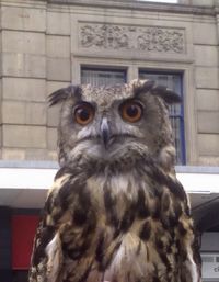 Close-up of birds