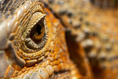The red iguana's eye. concept of macro photo of mammals with focus to the eye view the camera