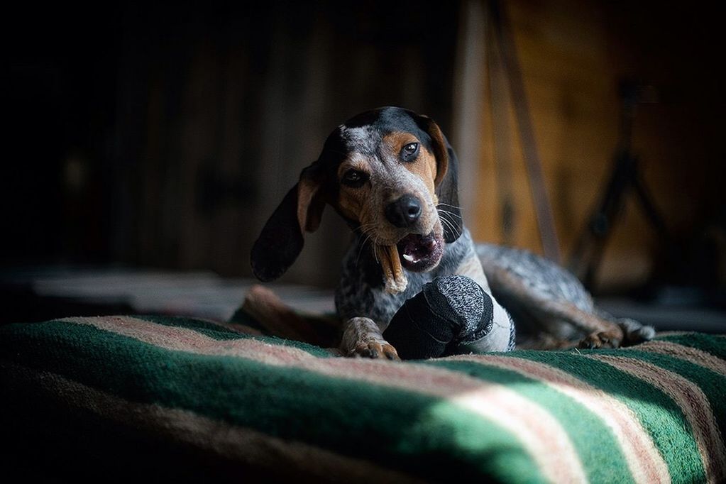 animal themes, one animal, dog, pets, mammal, relaxation, domestic animals, animal head, indoors, resting, looking away, close-up, wildlife, selective focus, focus on foreground, sitting, zoology, portrait, vertebrate, lying down