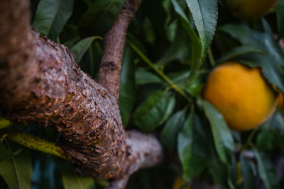 Close-up of fruit growing on tree