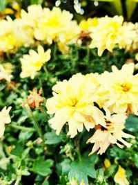 Close-up of yellow flowers