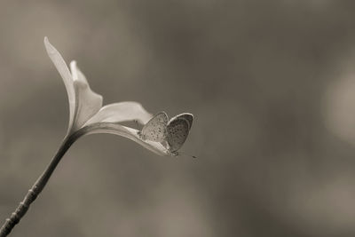 Close-up of flowering plant