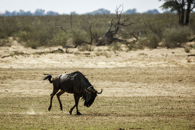 Horse grazing on field