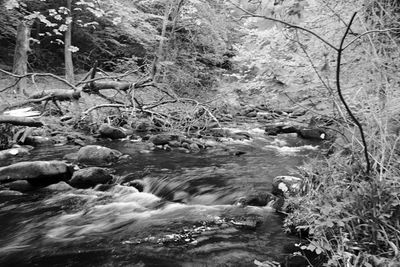 River flowing through forest