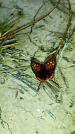 Butterfly on orange leaf