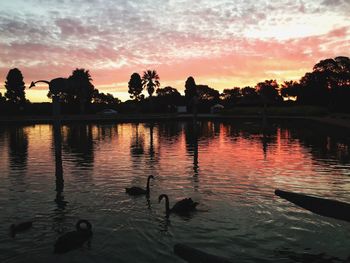 Silhouette of ducks swimming in lake during sunset