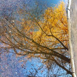 Low angle view of tree