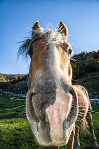 Close-up of horse on field