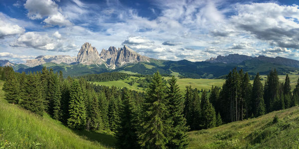 Scenic view of pine trees against sky