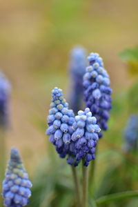 Close-up of purple flowering plant