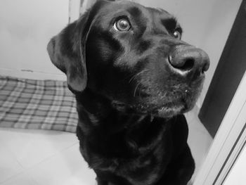 Close-up portrait of dog looking away at home