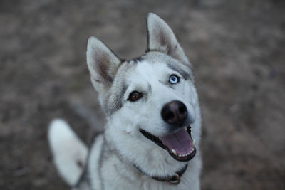 Close-up portrait of a dog