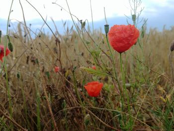 Close-up of red poppy flowers growing on field