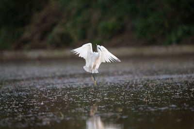 White bird flying over the water