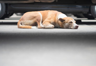 Dog sleeping below car on road