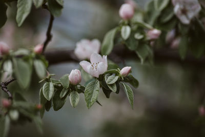 Close-up of flowering plant