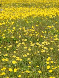 Yellow flowers on field