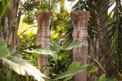 Close-up of bamboo amidst trees in forest