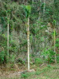 Trees growing on field in forest