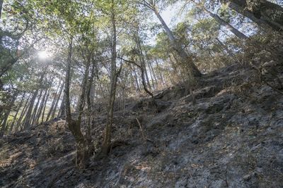 Low angle view of trees in forest