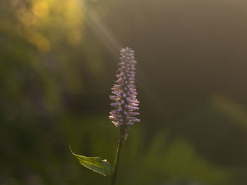 Close-up of purple flowering plant