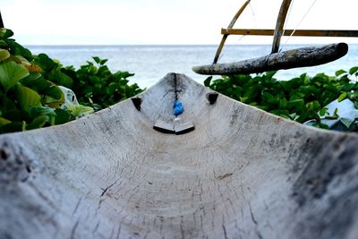Close-up of plants by sea against sky