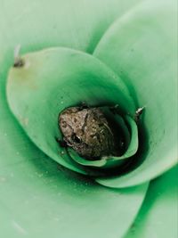 High angle view of frog in green leaf