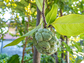 Close-up of fruits growing on tree
