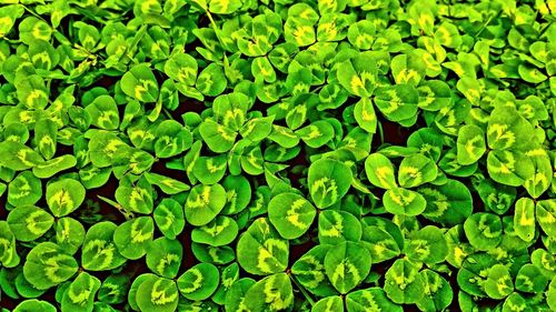 Full frame shot of plants