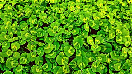 Full frame shot of green leaves