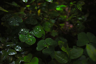 Close-up of water drops on leaf