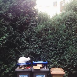 Plants growing on tree trunk