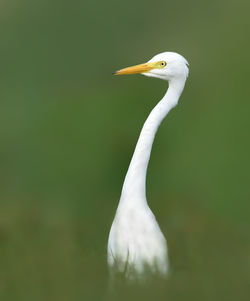 Close-up of a bird looking away