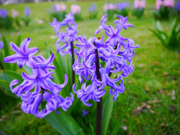 Close-up of purple flowers